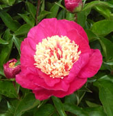 peonies